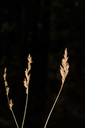 Carex prairea #1